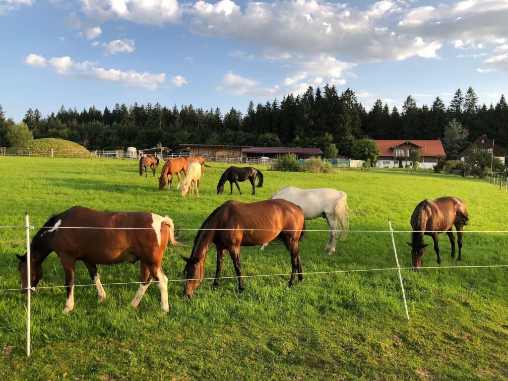 traumstall herde