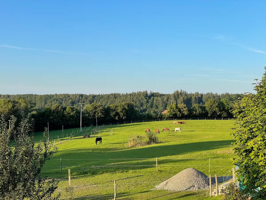 traumstall weide